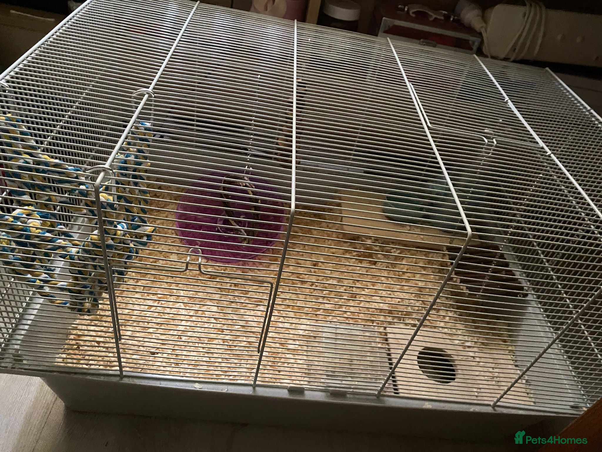 Hamster rodents Hamster ( cream colour ) - Advert 16