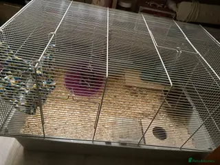 Hamster rodents Hamster ( cream colour ) - Advert 16