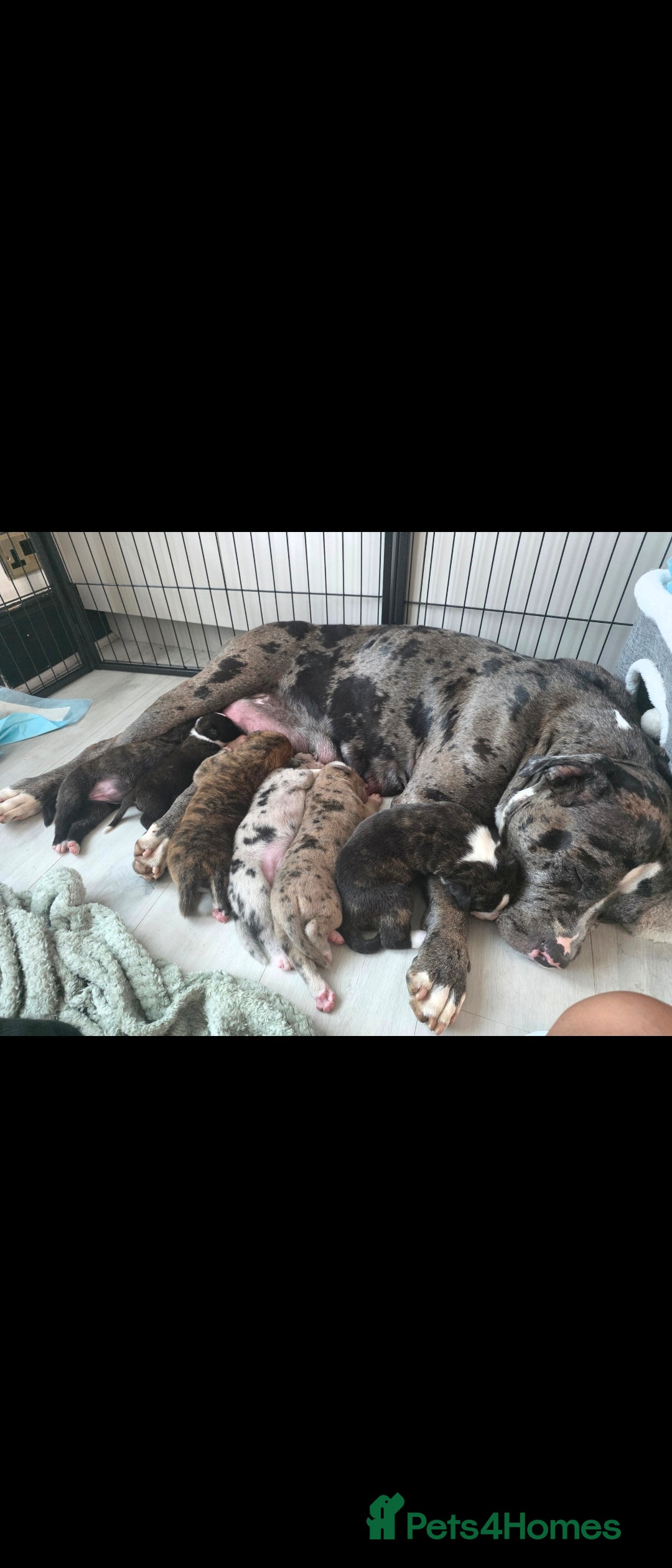 Mixed Breed dogs American Akita × American Staffy Puppies 🐾 - Advert 2