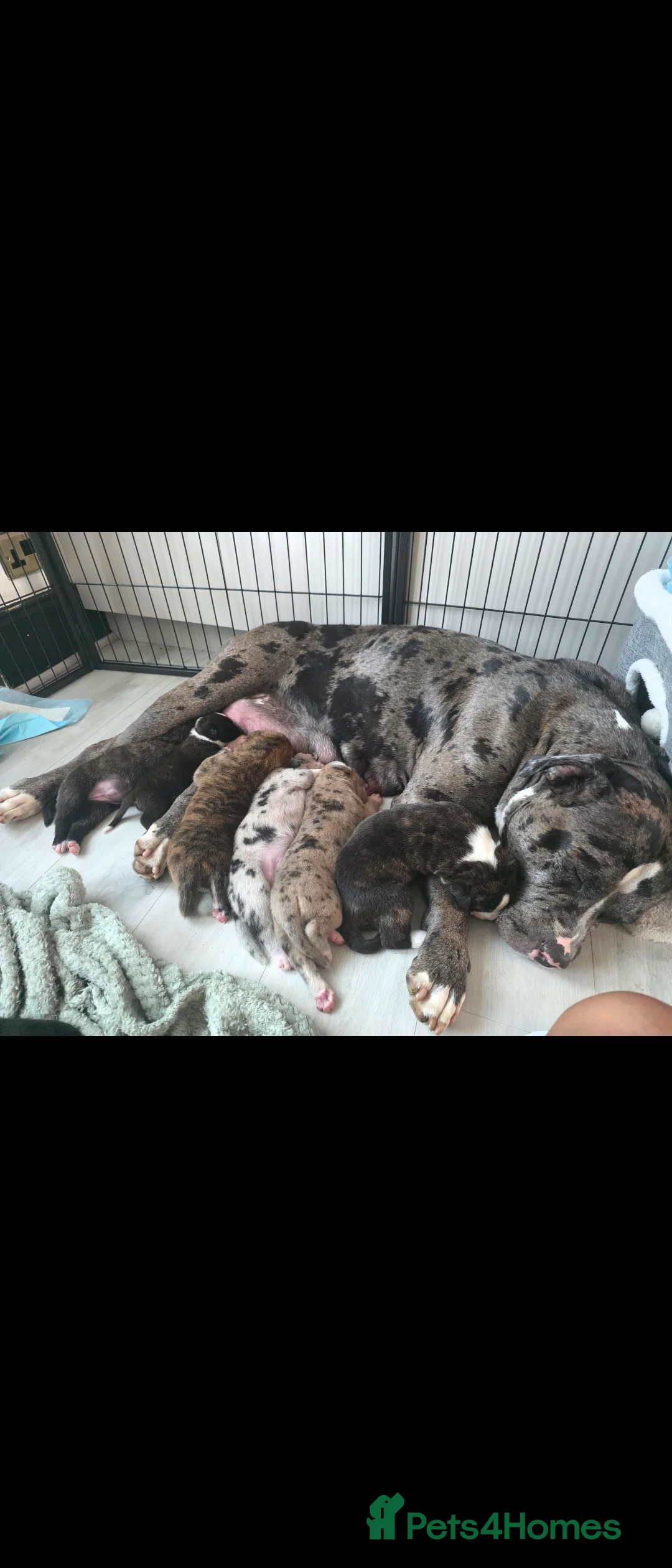 Mixed Breed dogs for sale: American Akita × American Staffy Puppies 🐾 - Advert 1