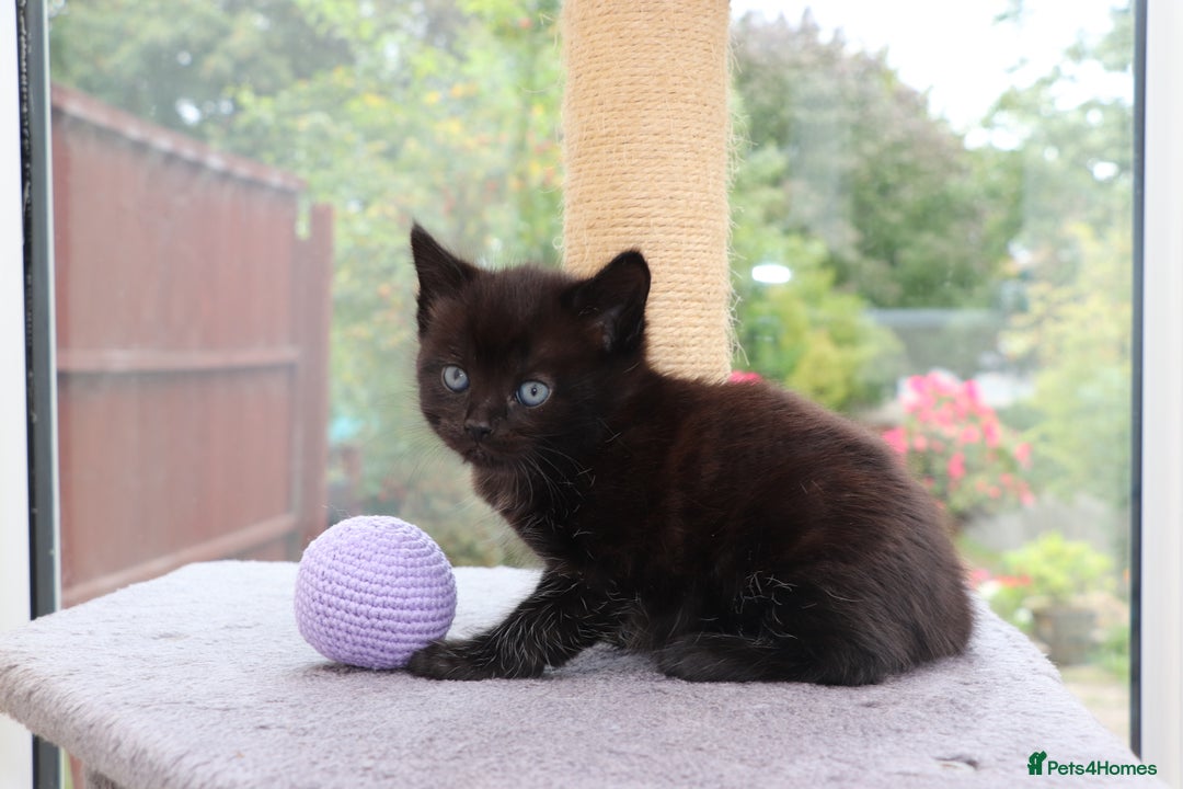 Mixed Breed cats for sale: Beautiful Kittens Looking For a New Home - Image 6