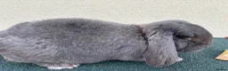 French Lop rabbits for sale: 2 French lop girls - Advert 1