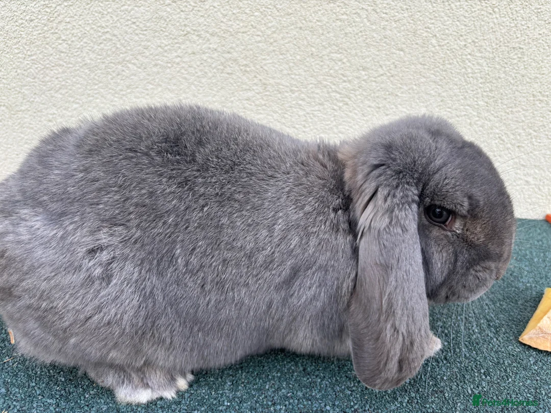 French Lop rabbits for sale: 2 French lop girls - Advert 1