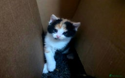 Mixed Breed cats for sale: Last girl left  - Image 5