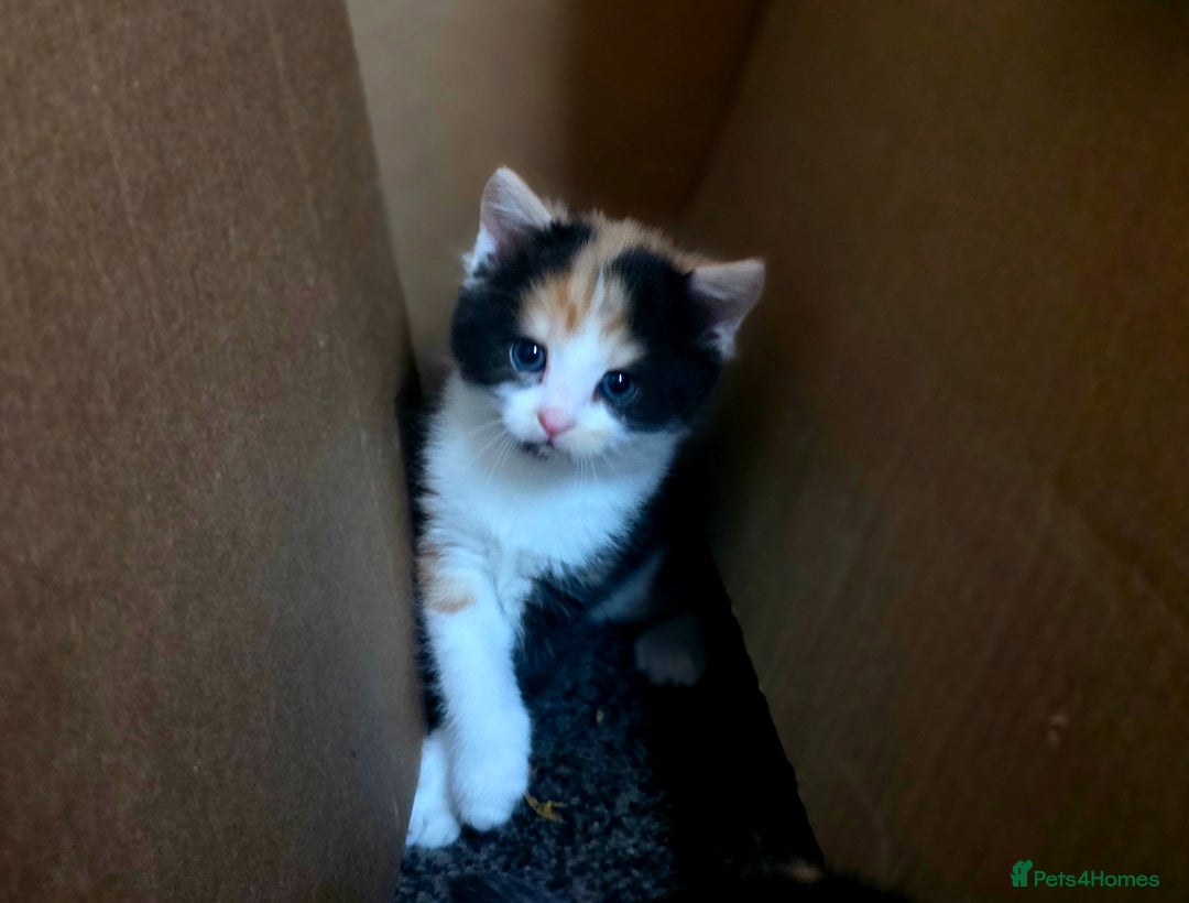 Mixed Breed cats for sale: Last girl left  - Image 5