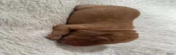 Labrador Retriever dogs for sale: ‼️Gorgeous DARK fox red Labrador puppies‼️ - Advert 10