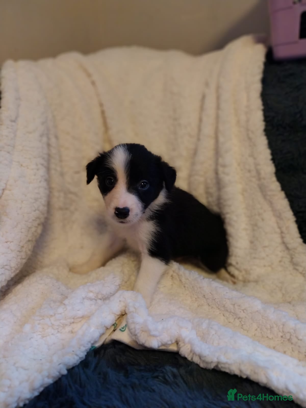 Border Collie dogs Beautiful border collie puppies - Advert 3