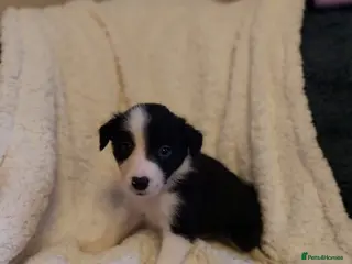 Border Collie dogs Beautiful border collie puppies - Advert 3