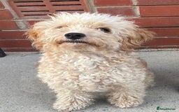 Cavapoo dogs for sale: FB2 cavapoo puppies-1girl & 6 boys - Image 3
