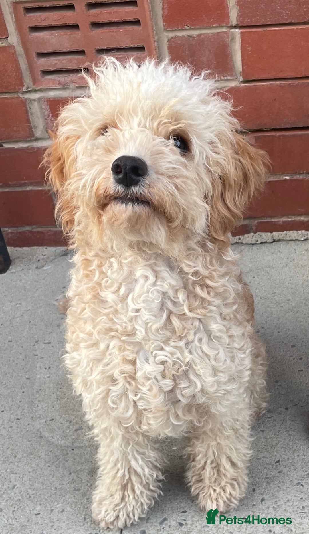 Cavapoo dogs for sale: FB2 cavapoo puppies-1girl & 6 boys - Image 3