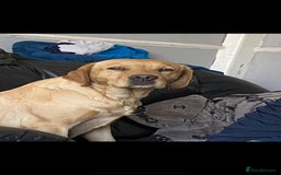 Labrador Retriever dogs for sale: Labrador Pups - Image 9