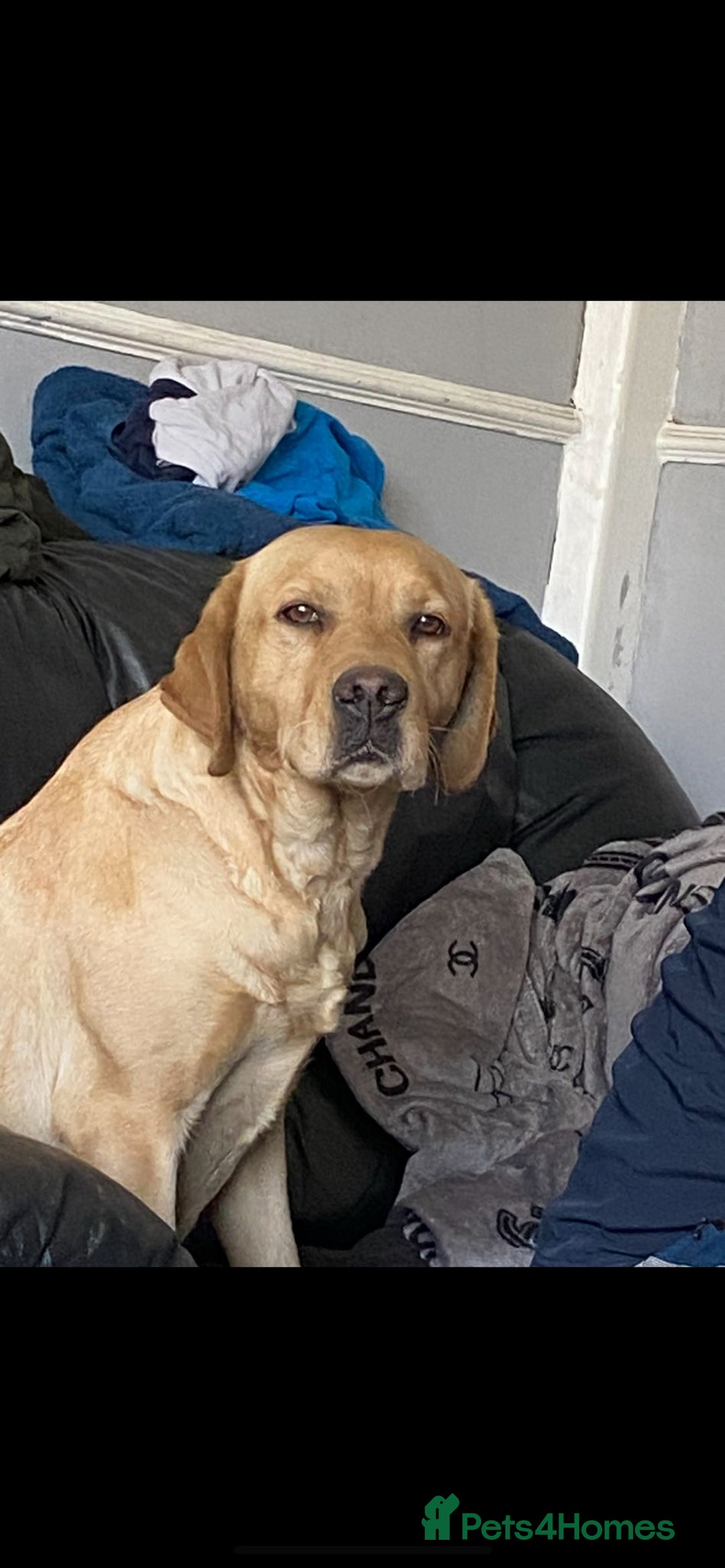 Labrador Retriever dogs for sale: Labrador Pups - Image 9