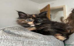 Maine Coon cats for sale: GCCF Maine Coon Kittens-Champion and Russian lines in Swindon - Image 36