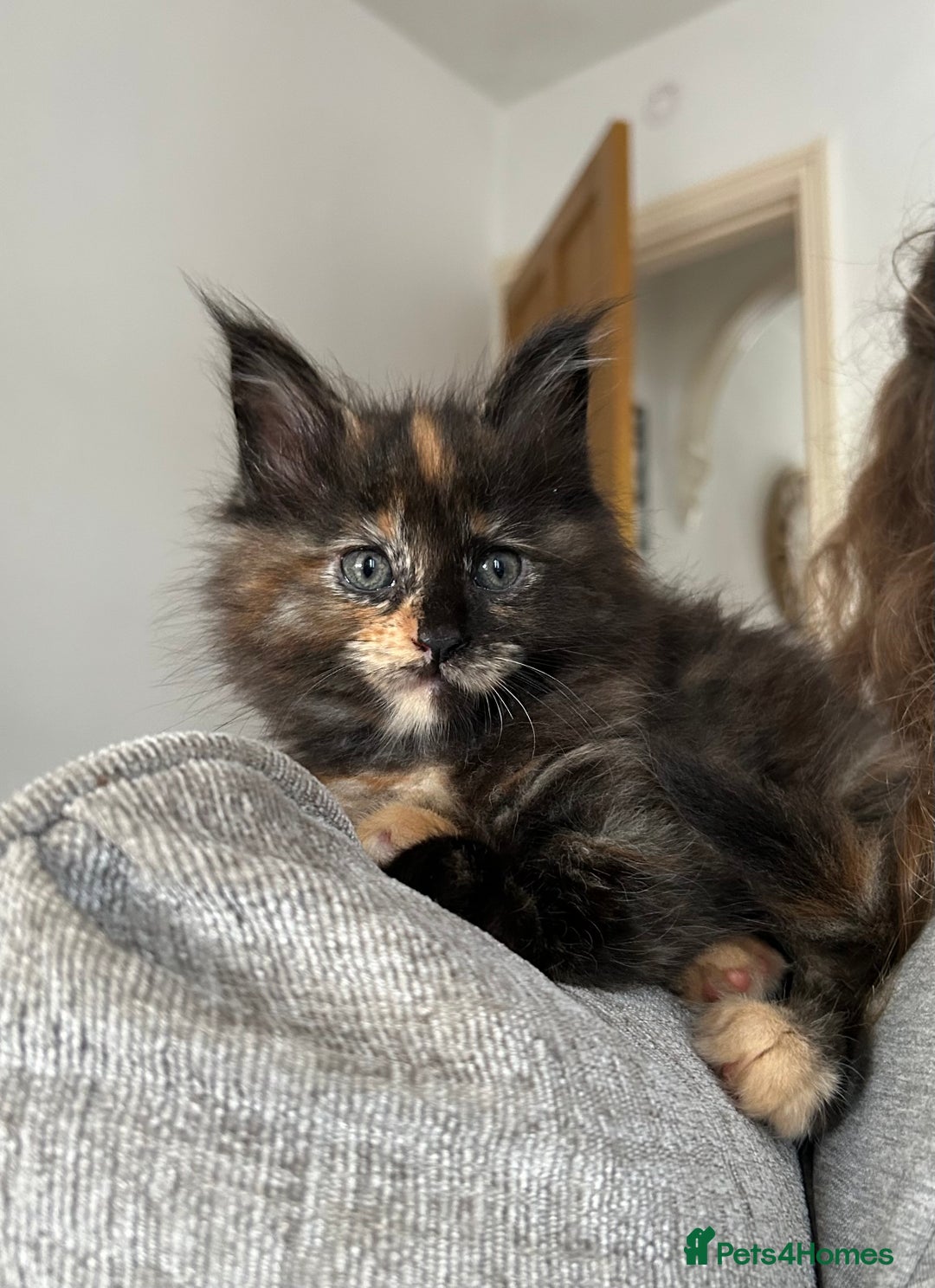 Maine Coon cats for sale: GCCF Maine Coon Kittens-Champion and Russian lines in Swindon - Image 36