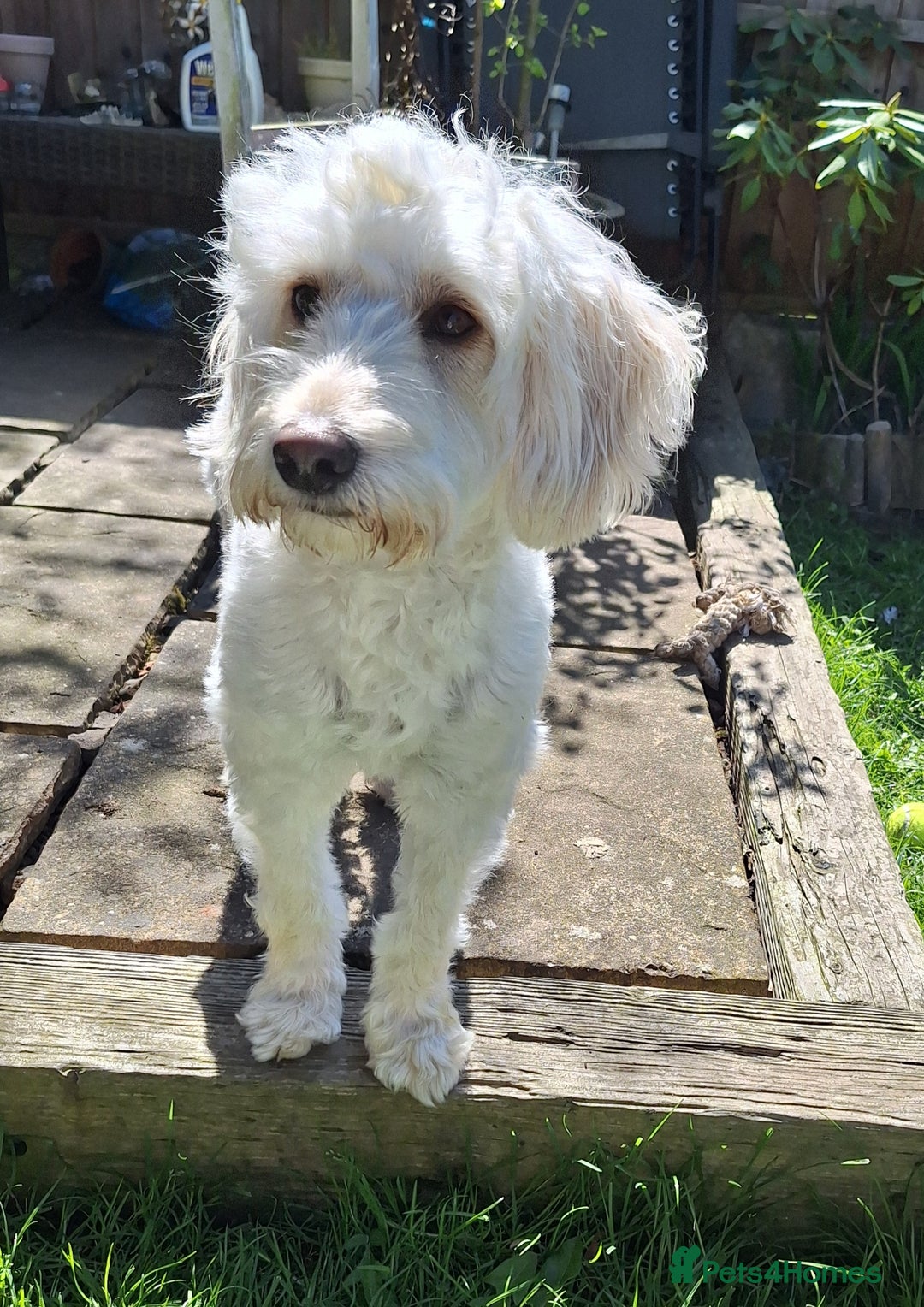 Cockapoo dogs for stud: Buddy for stud - Advert 7