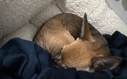 Chihuahua dogs for sale: Chihuahua Apple head  - Image 4