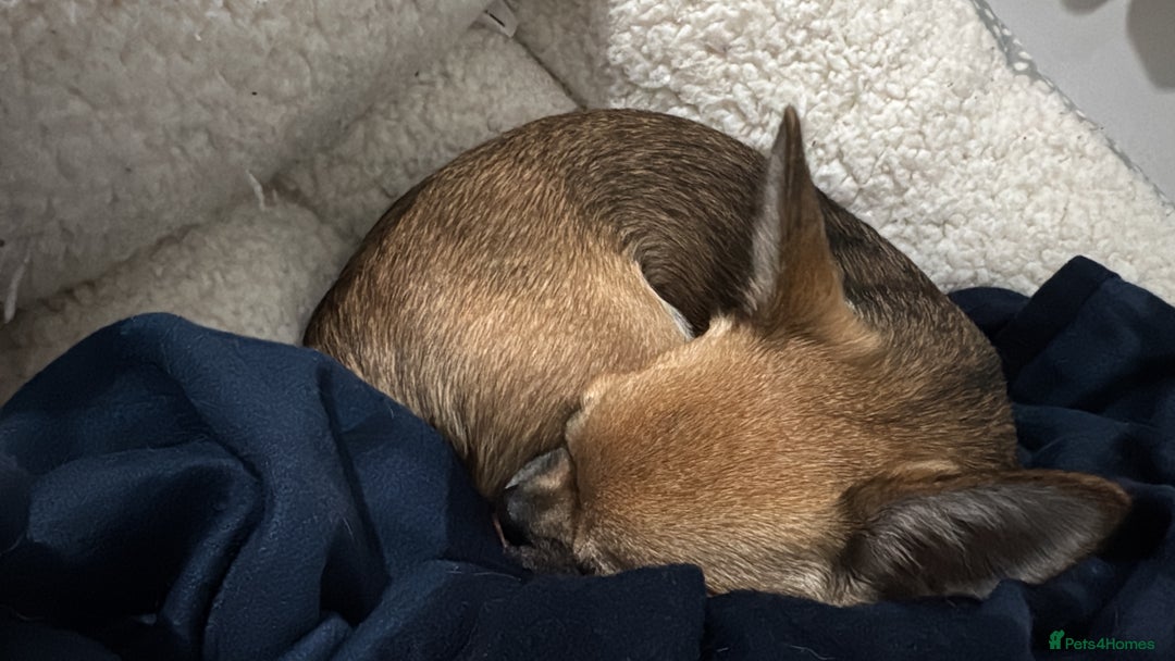 Chihuahua dogs for sale: Chihuahua Apple head  - Image 4