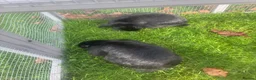 Netherland Dwarf rabbits for sale: 2 Nederland dwarf black rabbits  in Wisbech - Advert 3