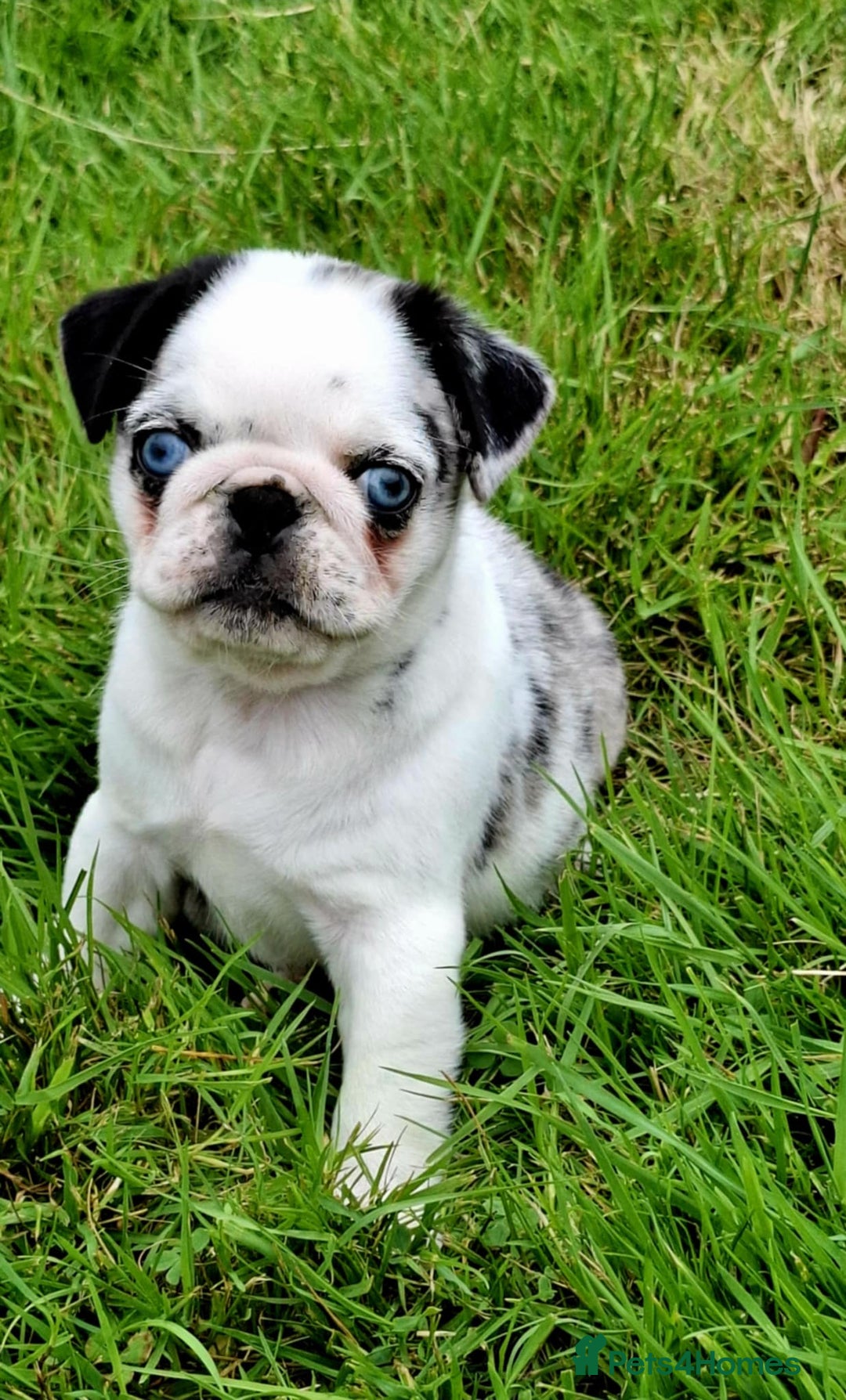 Pug dogs for sale: Pug puppies-Merle, panda and koi - Image 25