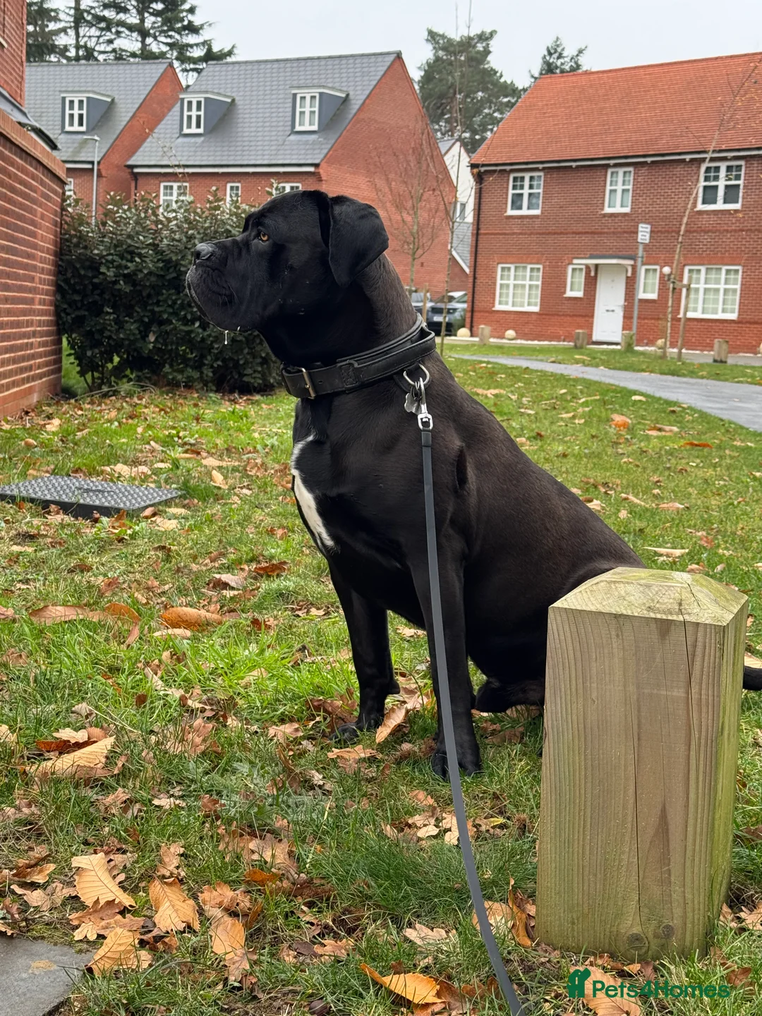 Cane Corso dogs for stud: Roger in Colchester - Advert 6