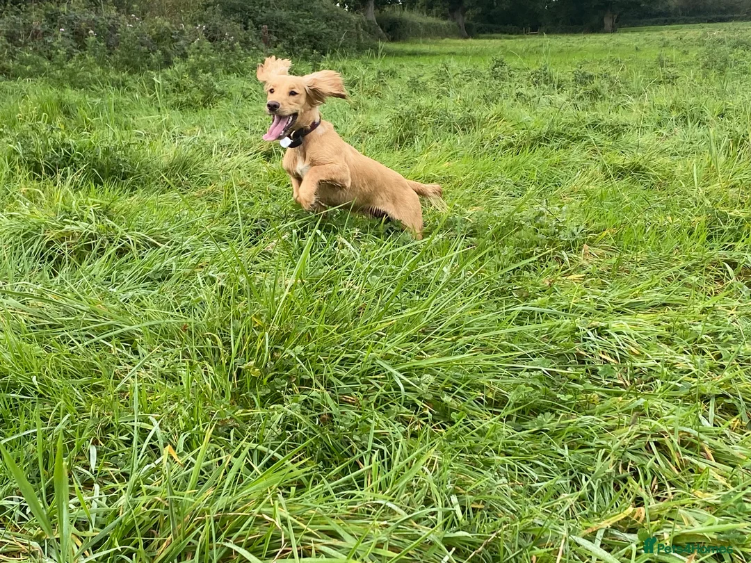 Cocker Spaniel dogs for sale: Stunning LEMON KC Reg Working Cocker Spaniel pups - Advert 8