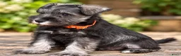Miniature Schnauzer dogs for sale: Stunning kc reg miniature schnauzers  - Advert 10