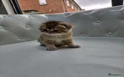 Scottish Fold cats for sale: Golden Scottish fold kittens - Image 7