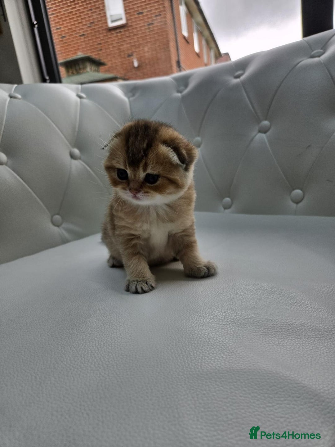 Scottish Fold cats for sale: Golden Scottish fold kittens - Image 7
