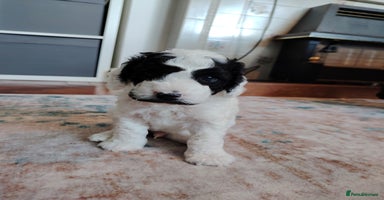 Mixed Breed dogs - Advert 14