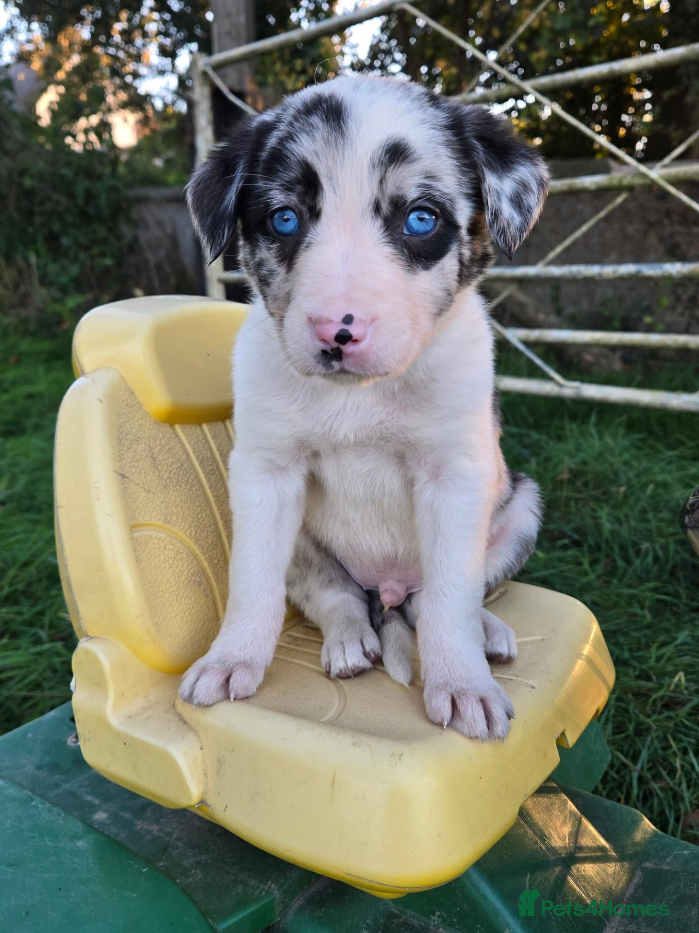 Border Collie dogs 8 Absolutely stunning Puppies Looking for new home - Advert 2