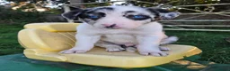 Border Collie dogs for sale: 8 Absolutely stunning Puppies Looking for new home in Montgomery - Advert 3