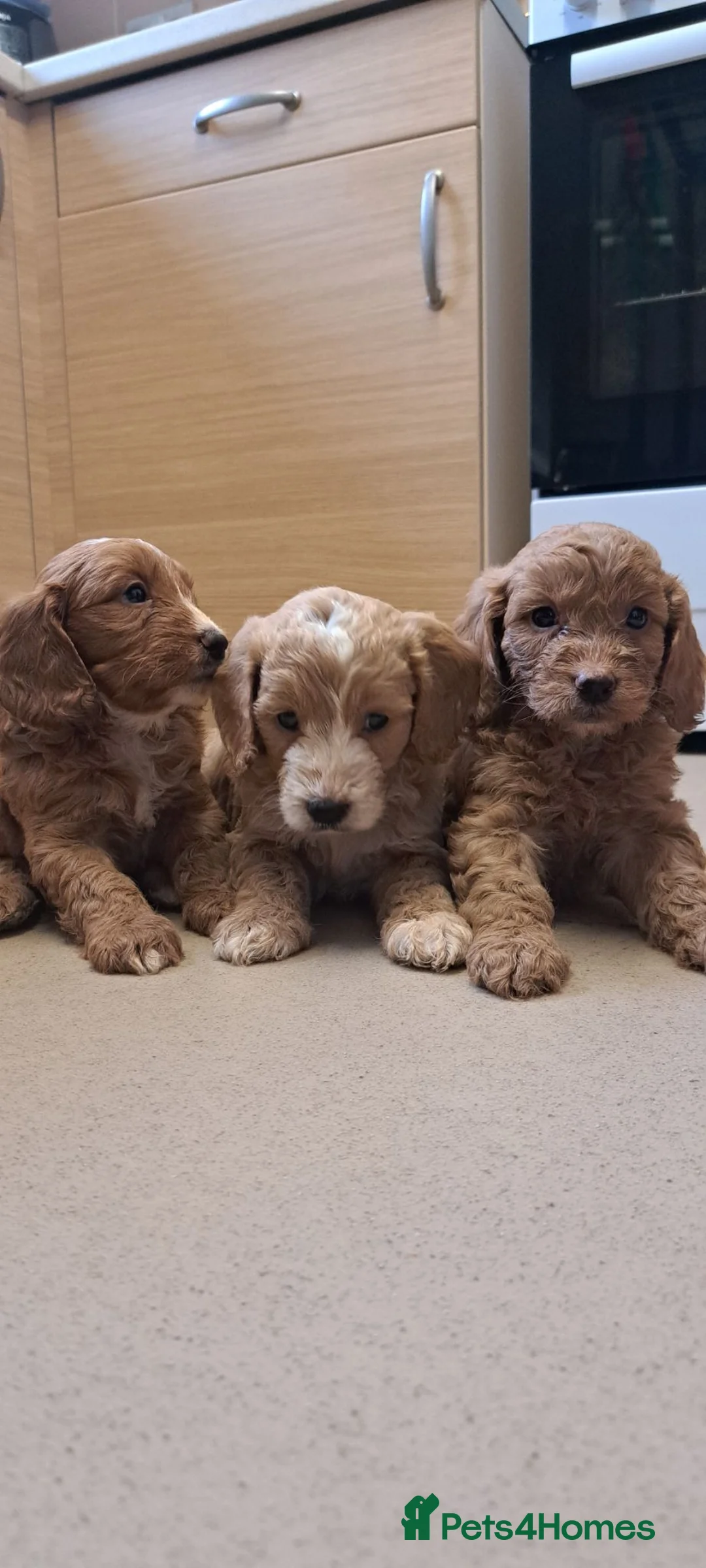 Cockapoo dogs for sale: 3 beautiful cockapoo girls  in Leominster - Advert 2