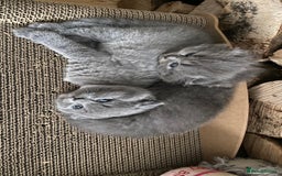 Scottish Fold cats for sale: Scottish fold kittens - Image 7
