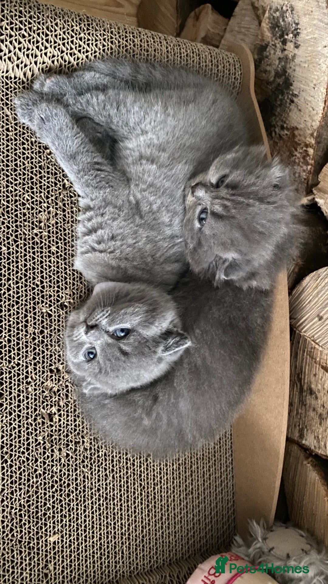 Scottish Fold cats for sale: Scottish fold kittens - Image 7