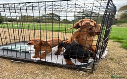 Cocker Spaniel dogs for sale: Working cocker spaniel - champion bloodlines  - Image 26