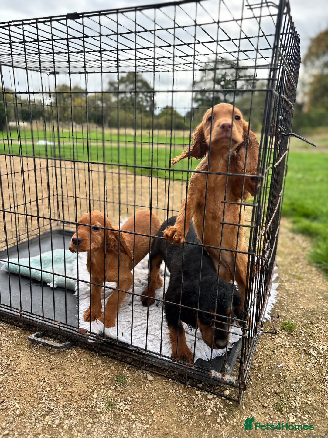 Cocker Spaniel dogs for sale: Working cocker spaniel - champion bloodlines  - Image 26