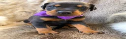 Dobermann dogs for sale: *KC REGISTERED* HEALTH TESTED DOBERMAN PUPPIES* - Advert 32