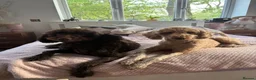 Double Doodle dogs for sale: Rare Australian Double Doodles in Brough - Advert 10