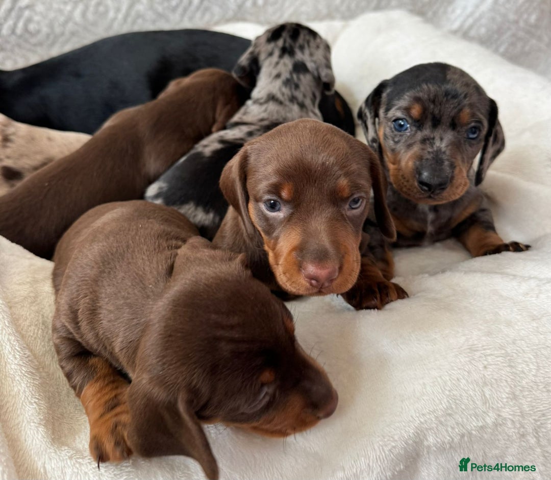Miniature Dachshund dogs for sale: Miniature Dachshund puppies. Readying Soon! - Image 18