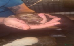 Cocker Spaniel dogs for sale: Cocker spaniel puppies - Image 3