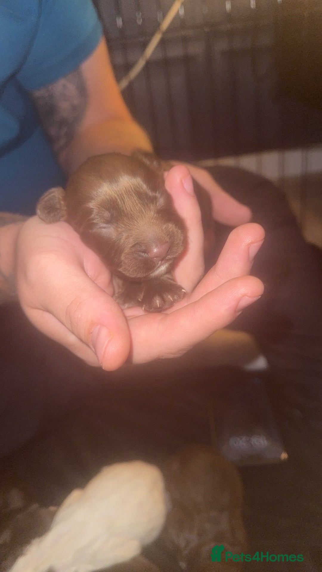 Cocker Spaniel dogs for sale: Cocker spaniel puppies - Image 3