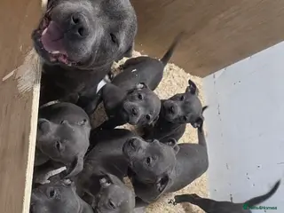 Staffordshire Bull Terrier dogs CHAMPIONS KC REG SBT PUPPY - Advert 5