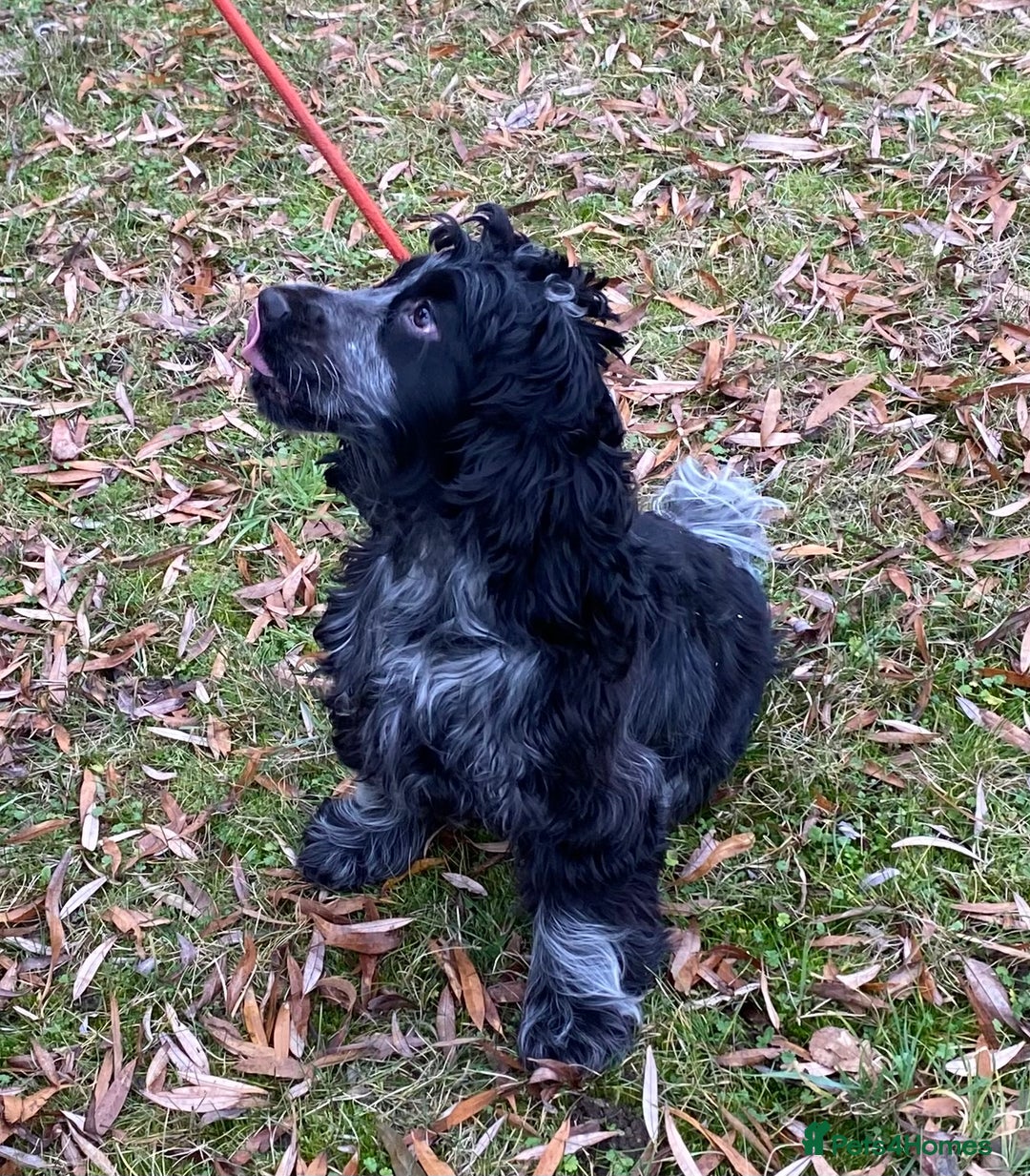 Cocker Spaniel dogs for sale: Adorable show cocker adult girls  - Advert 11