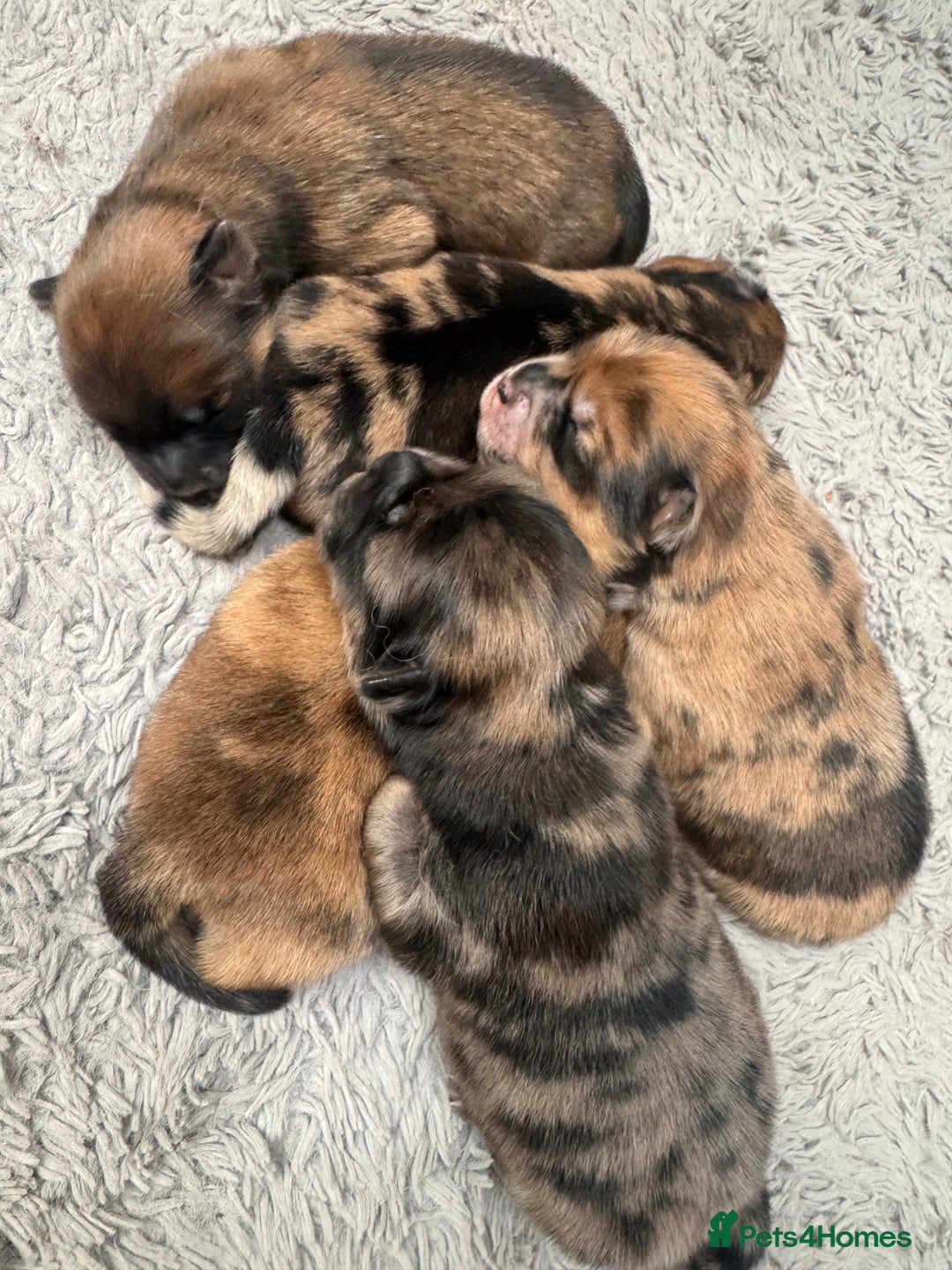 Chow Chow dogs for sale: 5 beautiful Chowchow puppies  - Advert 6