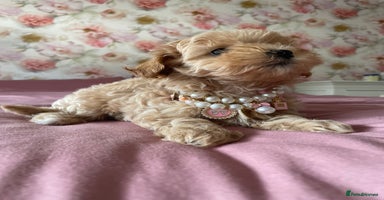 Maltipoo dogs - Advert 6
