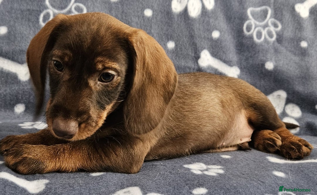 Dachshund dogs for sale: Stunning KC Registered Dachshund Puppies in Cheadle - Image 16