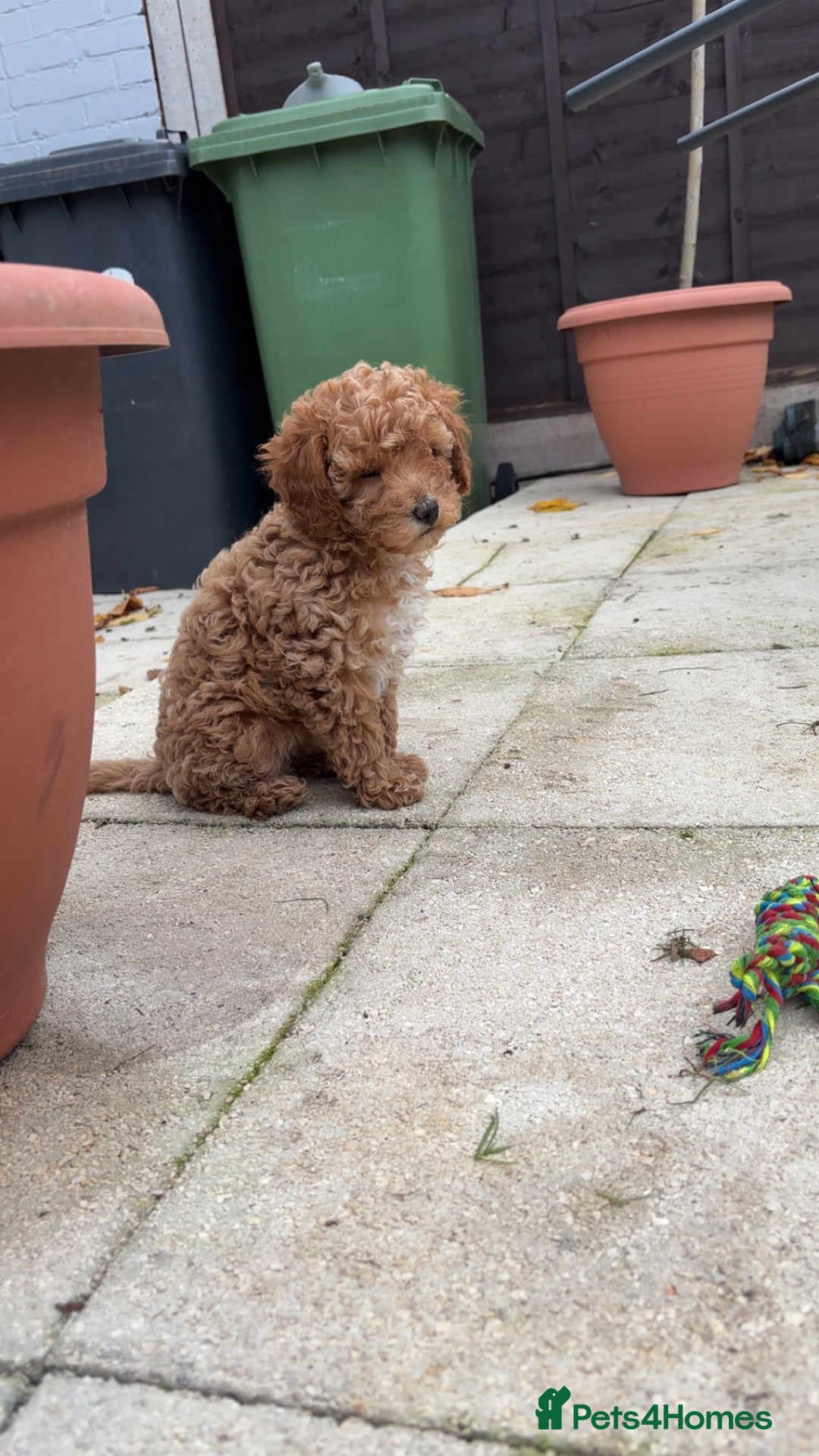 Cavapoo dogs for sale:  Cavapoo puppies  - Advert 18