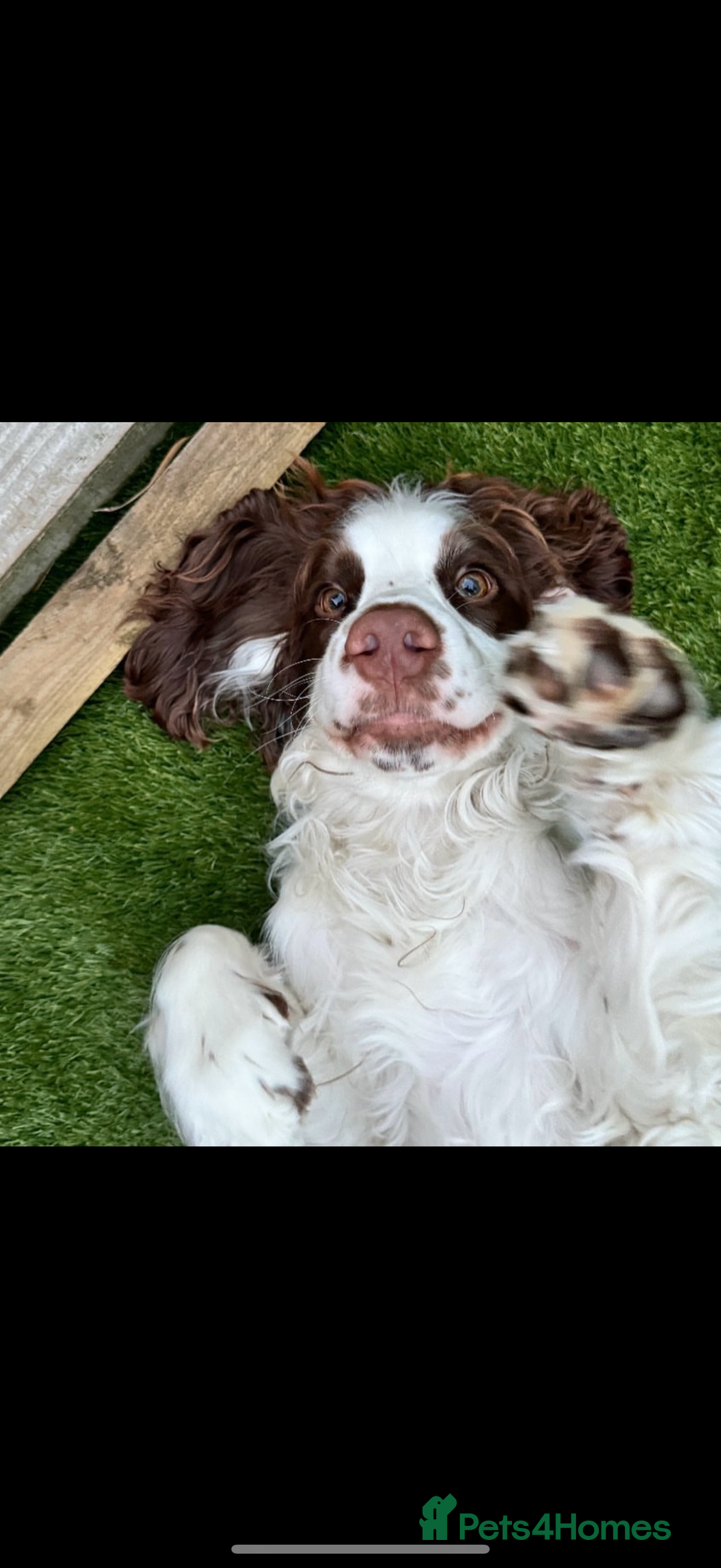 Cocker Spaniel dogs for sale: Exceptional Cocker Spaniel Puppies  - Advert 13
