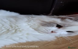 Ragdoll cats for sale: Ragdoll active girl and active boy - Image 1
