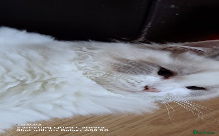 Ragdoll cats - Advert 2